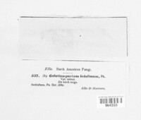 Gelatinosporium betulinum image